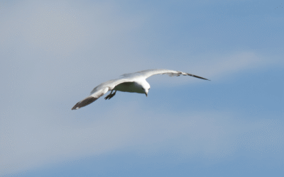 GALEB